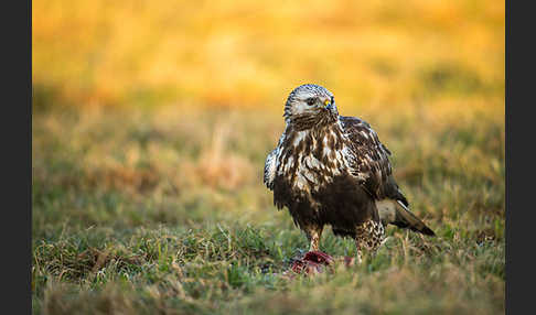 Rauhfußbussard (Buteo lagopus)