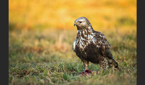 Rauhfußbussard (Buteo lagopus)