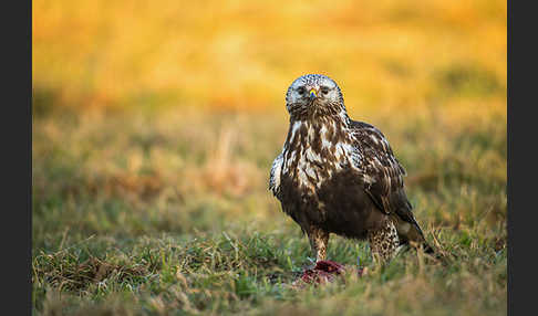 Rauhfußbussard (Buteo lagopus)