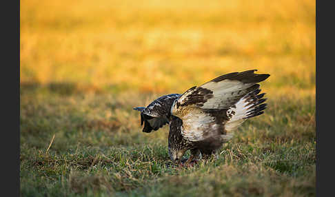 Rauhfußbussard (Buteo lagopus)