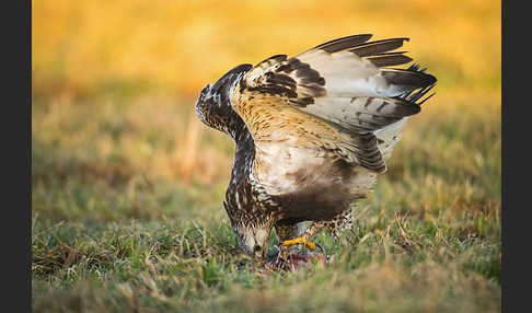 Rauhfußbussard (Buteo lagopus)