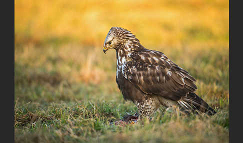 Rauhfußbussard (Buteo lagopus)