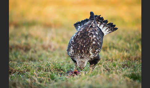 Rauhfußbussard (Buteo lagopus)