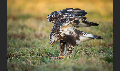 Rauhfußbussard (Buteo lagopus)