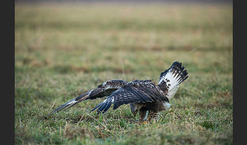 Rauhfußbussard (Buteo lagopus)