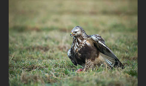 Rauhfußbussard (Buteo lagopus)