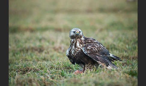 Rauhfußbussard (Buteo lagopus)