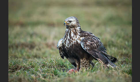 Rauhfußbussard (Buteo lagopus)