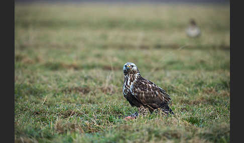 Rauhfußbussard (Buteo lagopus)