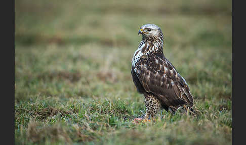 Rauhfußbussard (Buteo lagopus)