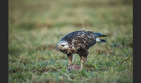 Rauhfußbussard (Buteo lagopus)