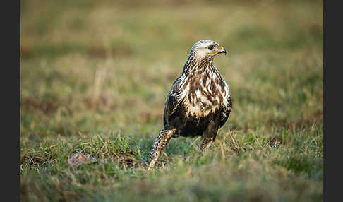 Rauhfußbussard (Buteo lagopus)