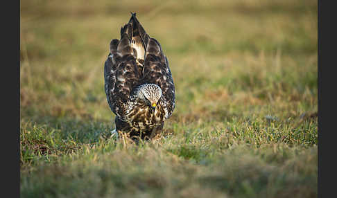 Rauhfußbussard (Buteo lagopus)