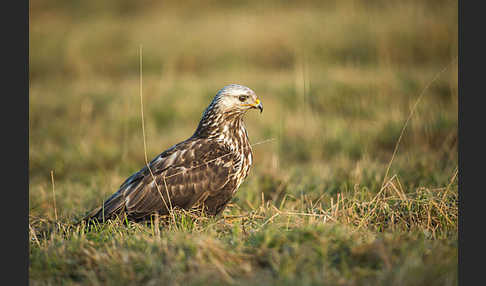 Rauhfußbussard (Buteo lagopus)