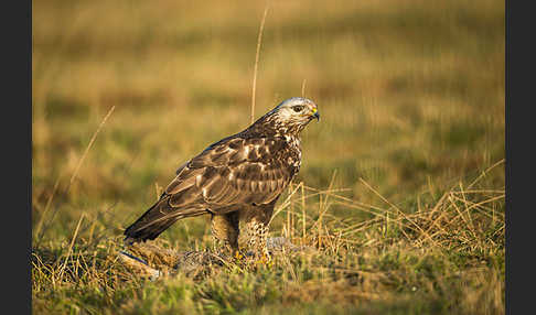 Rauhfußbussard (Buteo lagopus)