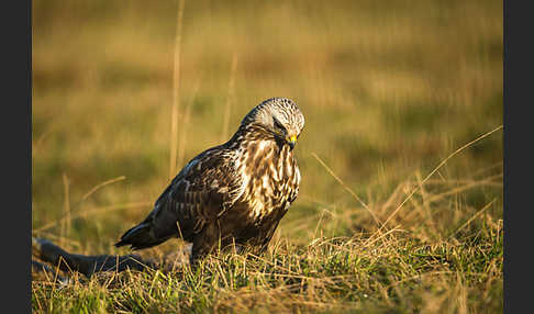 Rauhfußbussard (Buteo lagopus)