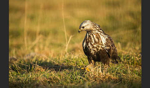 Rauhfußbussard (Buteo lagopus)