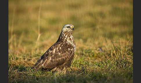 Rauhfußbussard (Buteo lagopus)