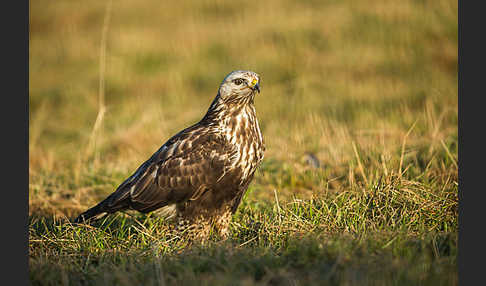 Rauhfußbussard (Buteo lagopus)