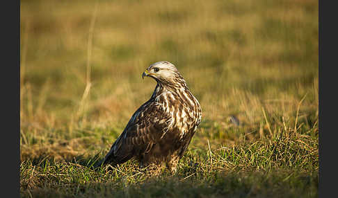 Rauhfußbussard (Buteo lagopus)