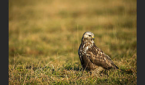 Rauhfußbussard (Buteo lagopus)