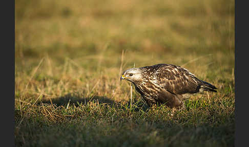 Rauhfußbussard (Buteo lagopus)