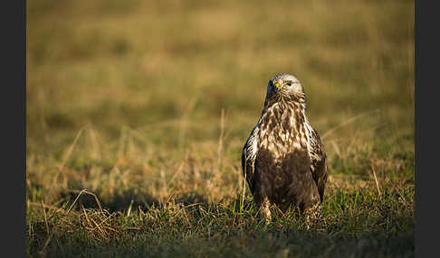 Rauhfußbussard (Buteo lagopus)