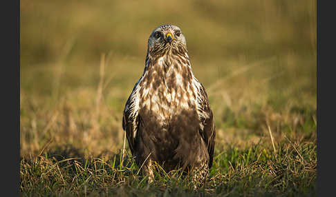 Rauhfußbussard (Buteo lagopus)