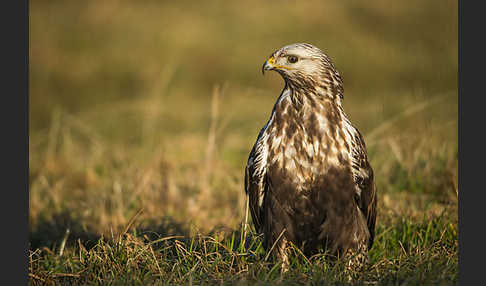 Rauhfußbussard (Buteo lagopus)