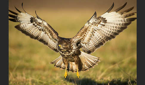 Mäusebussard (Buteo buteo)