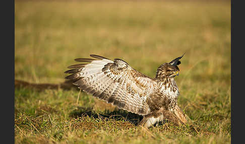 Mäusebussard (Buteo buteo)