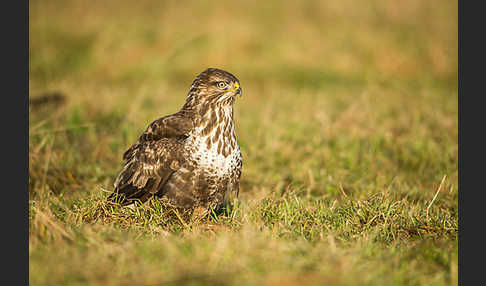 Mäusebussard (Buteo buteo)