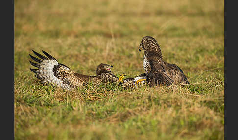 Mäusebussard (Buteo buteo)