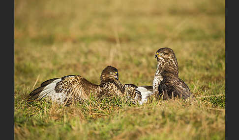 Mäusebussard (Buteo buteo)