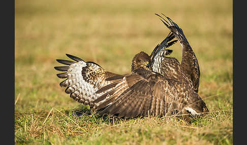 Mäusebussard (Buteo buteo)