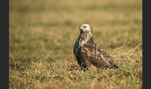 Rauhfußbussard (Buteo lagopus)