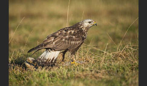 Rauhfußbussard (Buteo lagopus)