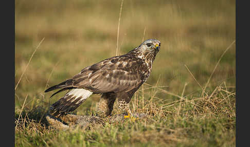 Rauhfußbussard (Buteo lagopus)