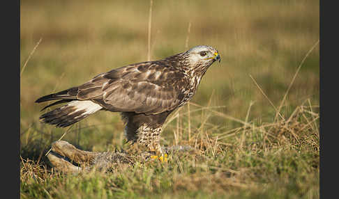 Rauhfußbussard (Buteo lagopus)