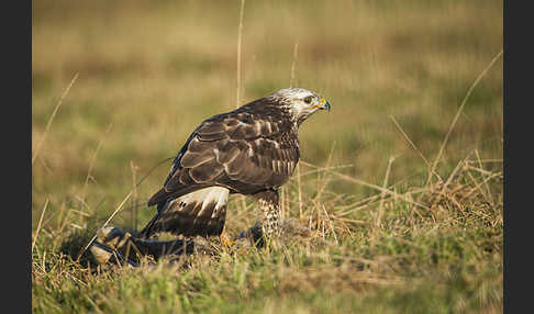 Rauhfußbussard (Buteo lagopus)