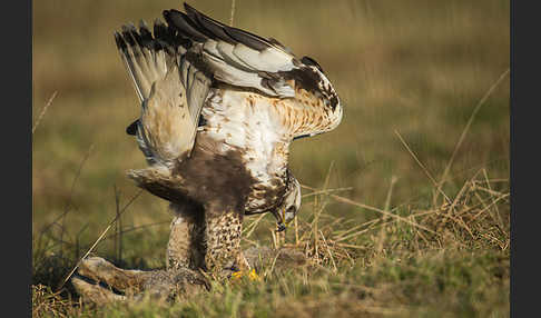 Rauhfußbussard (Buteo lagopus)