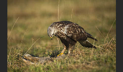 Rauhfußbussard (Buteo lagopus)