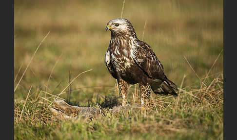 Rauhfußbussard (Buteo lagopus)