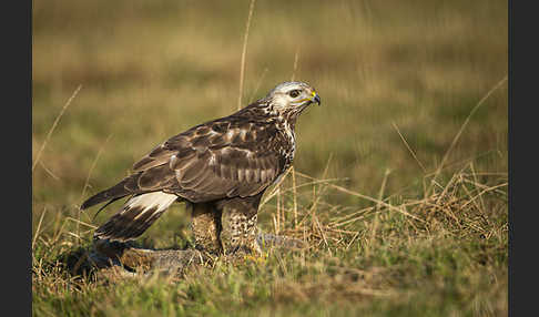 Rauhfußbussard (Buteo lagopus)