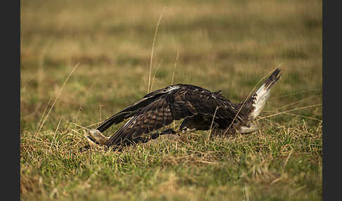 Rauhfußbussard (Buteo lagopus)