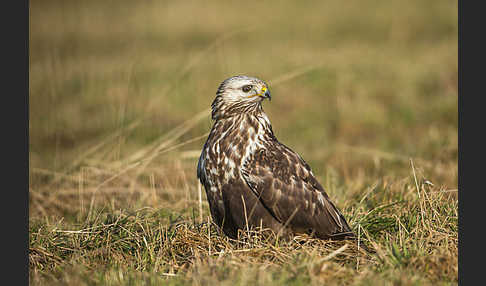 Rauhfußbussard (Buteo lagopus)