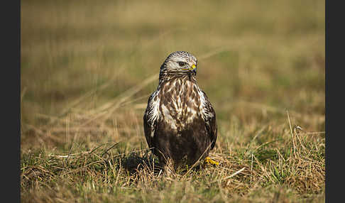 Rauhfußbussard (Buteo lagopus)