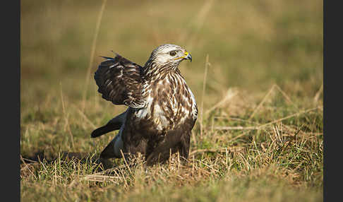 Rauhfußbussard (Buteo lagopus)