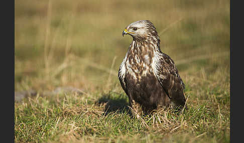 Rauhfußbussard (Buteo lagopus)