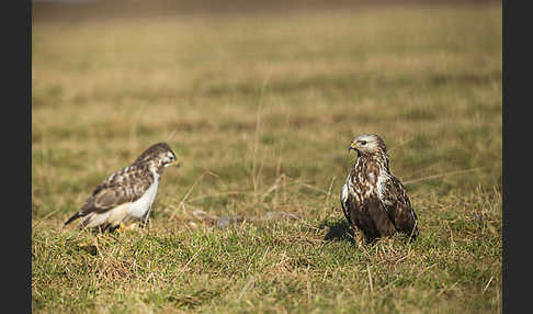 Mäusebussard (Buteo buteo)